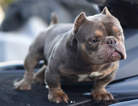 micro bully rolex|micro bullies lifespan.